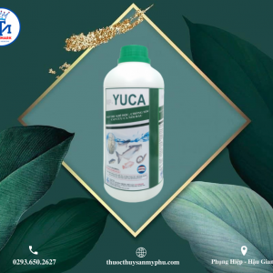 MP – YUCA (yucca)
